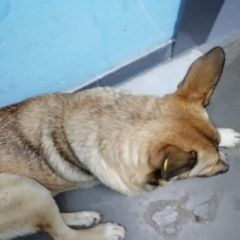 Подробнее об объявлении «Найдена собака кобель Москва» Фото: найдена собака  «Найдена собака кобель Москва» в г. Москва