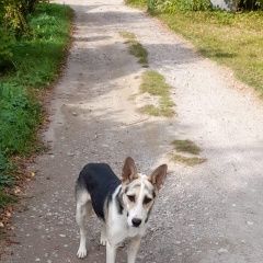 Подробнее об объявлении «Павловский Посад Найдена собака» Фото: найдена собака  «Павловский Посад Найдена собака» в г. Павловский Посад
