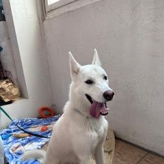 Подробнее об объявлении «Найдена собака кобель домашняя с ошейником Москва» Фото: найдена собака  «Найдена собака кобель домашняя с ошейником Москва» в г. Москва