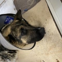 Подробнее об объявлении «Найдена собака Фрязино» Фото: найдена собака  «Найдена собака Фрязино» в г. Фрязино