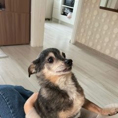 Подробнее об объявлении «Найдена собака кобель в районе богородское Москва» Фото: найдена собака  «Найдена собака кобель в районе богородское Москва» в г. Москва