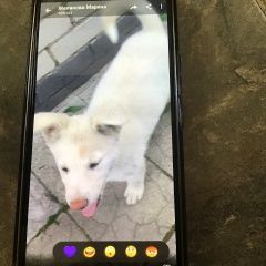 Картинка найдена собака В городе Могилев найден кобелёк. Могилев