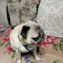 Подробнее об объявлении «Найдена собака Москва» Фото: найдена собака Мопс «Найдена собака Москва» в г. Москва