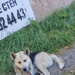 Подробнее об объявлении «Найдена собака кобель ищу хозяина Большой Камень» Фото: найдена собака  «Найдена собака кобель ищу хозяина Большой Камень» в г. Большой Камень