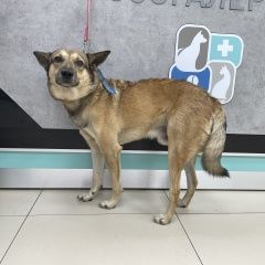 Подробнее об объявлении «Найдена собака Москва» Фото: найдена собака  «Найдена собака Москва» в г. Москва