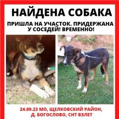 Подробнее об объявлении «Найдена собака Фрязино» Фото: найдена собака  «Найдена собака Фрязино» в г. Фрязино