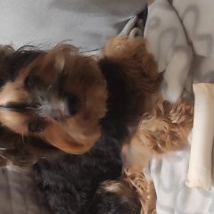 Подробнее об объявлении «Найдена собака кобель найдём мальчик йорк Москва» Фото: найдена собака Йоркширский терьер «Найдена собака кобель найдём мальчик йорк Москва» в г. Москва