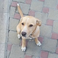 Подробнее об объявлении «Аксай (Ростовская обл.) Найдена собака в ошейнике» Фото: найдена собака  «Аксай (Ростовская обл.) Найдена собака в ошейнике» в г. Аксай (Ростовская обл.)