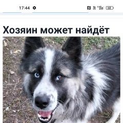 Картинка найдена собака В городе Нурлат нашлась собака. Нурлат