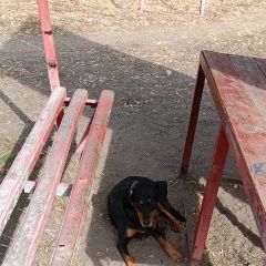 Подробнее об объявлении «Оренбург Найдена собака» Фото: найдена собака  «Оренбург Найдена собака» в г. Оренбург