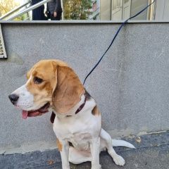 Подробнее об объявлении «Найдена собака Москва» Фото: найдена собака Бигль «Найдена собака Москва» в г. Москва