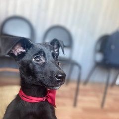 Подробнее об объявлении «Найдена собака кобель щенки 3 мес + мама Москва» Фото: найдена собака  «Найдена собака кобель щенки 3 мес + мама Москва» в г. Москва