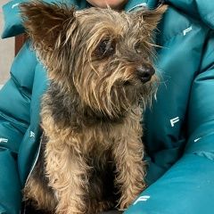 Подробнее об объявлении «Найдена собака кобель собачка йорки, мальчик Москва» Фото: найдена собака Йоркширский терьер «Найдена собака кобель собачка йорки, мальчик...» в г. Москва