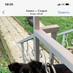 Подробнее об объявлении «Найдена собака щенок Сходня» Фото: найдена собака  «Найдена собака щенок Сходня» в г. Сходня