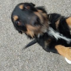 Подробнее об объявлении «Найдена собака кобель чистый и ухожанный, похоже домашний. Кемерово» Фото: найдена собака  «Найдена собака кобель чистый и ухожанный,...» в г. Кемерово