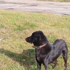 Подробнее об объявлении «Талдом Найдена собака кобель в кожаном ошейнике» Фото: найдена собака  «Талдом Найдена собака кобель в кожаном ошейнике» в г. Талдом