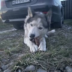 Подробнее об объявлении «Новосибирск Найдена собака кобель» Фото: найдена собака Сибирская хаски «Новосибирск Найдена собака кобель» в г. Новосибирск