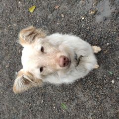 Подробнее об объявлении «Найдена собака кобель, молодой, до года. Москва» Фото: найдена собака  «Найдена собака кобель, молодой, до года. Москва» в г. Москва