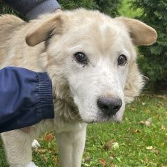 Подробнее об объявлении «Найдена собака кобель Звенигород» Фото: найдена собака  «Найдена собака кобель Звенигород» в г. Звенигород