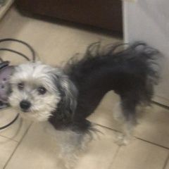 Подробнее об объявлении «Нарофоминск Найдена собака московская область» Фото: найдена собака Китайская хохлатая собака «Нарофоминск Найдена собака московская область» в г. Нарофоминск