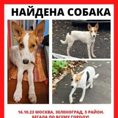Подробнее об объявлении «Зеленоград Найдена собака молодой метис джек рассела, девочка» Фото: найдена собака  «Зеленоград Найдена собака молодой метис джек...» в г. Зеленоград