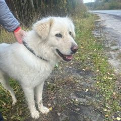 Подробнее об объявлении «Найдена собака Москва» Фото: найдена собака  «Найдена собака Москва» в г. Москва