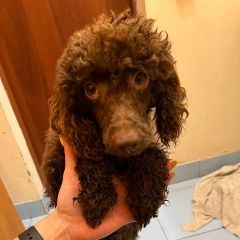 Подробнее об объявлении «Найдена собака кобель Москва» Фото: найдена собака Пудель «Найдена собака кобель Москва» в г. Москва