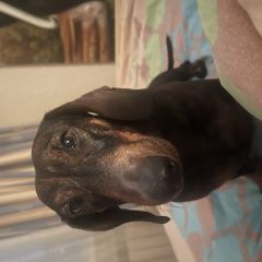 Подробнее об объявлении «Найдена собака кобель - кобель таксы. Новая Усмань» Фото: найдена собака Такса «Найдена собака кобель - кобель таксы. Новая Усмань» в г. Новая Усмань