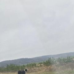 Подробнее об объявлении «Задонск Найдена собака алабай в районе клуба форест» Фото: найдена собака  «Задонск Найдена собака алабай в районе клуба...» в г. Задонск