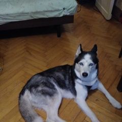 Подробнее об объявлении «Найдена собака Реутов» Фото: найдена собака Сибирская хаски «Найдена собака Реутов» в г. Реутов