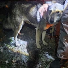 Картинка найдена собака В городе Чудово найдена собаченка. Чудово