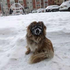 Картинка найдена собака В городе Ханты-Мансийск обнаружена собачёнка. Ханты-Мансийск