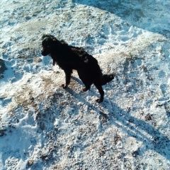 Подробнее об объявлении «Новосибирск Найдена собака» Фото: найдена собака  «Новосибирск Найдена собака» в г. Новосибирск