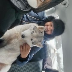 Подробнее об объявлении «Найдена собака хаски Боровичи» Фото: найдена собака  «Найдена собака хаски Боровичи» в г. Боровичи