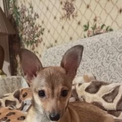 Подробнее об объявлении «Найдена собака Шахты» Фото: найдена собака  «Найдена собака Шахты» в г. Шахты