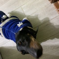 Подробнее об объявлении «Геленджик Найдена собака такса» Фото: найдена собака Такса «Геленджик Найдена собака такса» в г. Геленджик