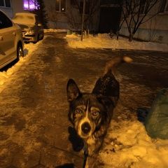 Подробнее об объявлении «Старый Оскол Найдена собака» Фото: найдена собака  «Старый Оскол Найдена собака» в г. Старый Оскол