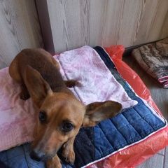 Подробнее об объявлении «Волгодонск Найдена собака кобель кабель. похож на домашнюю» Фото: найдена собака  «Волгодонск Найдена собака кобель кабель. похож...» в г. Волгодонск