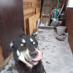 Подробнее об объявлении «Найдена собака кобель похож нахаски Белово» Фото: найдена собака  «Найдена собака кобель похож нахаски Белово» в г. Белово