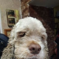 Подробнее об объявлении «Найдена собака Шахты» Фото: найдена собака  «Найдена собака Шахты» в г. Шахты