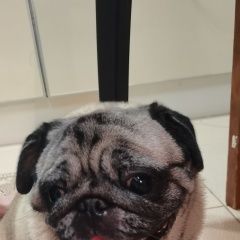 Подробнее об объявлении «Ульяновск Найдена собака» Фото: найдена собака Мопс «Ульяновск Найдена собака» в г. Ульяновск