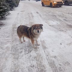 Подробнее об объявлении «Найдена собака Мытищи» Фото: найдена собака  «Найдена собака Мытищи» в г. Мытищи