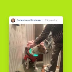 Подробнее об объявлении «Ульяновск Найдена собака кобель маленькая в красной жилетке» Фото: найдена собака  «Ульяновск Найдена собака кобель маленькая в...» в г. Ульяновск