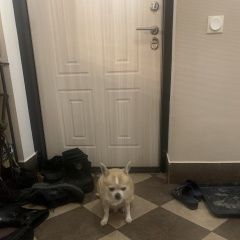 Подробнее об объявлении «Петродворец Найдена собака петергоф ропшинское шоссе» Фото: найдена собака  «Петродворец Найдена собака петергоф ропшинское...» в г. Петродворец