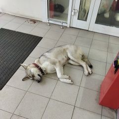 Подробнее об объявлении «Найдена собака в магазине магнит на дружбе Чехов» Фото: найдена собака  «Найдена собака в магазине магнит на дружбе Чехов» в г. Чехов