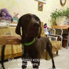 Подробнее об объявлении «Иваново Найдена собака кобель курцхаара» Фото: найдена собака Курцхаар «Иваново Найдена собака кобель курцхаара» в г. Иваново