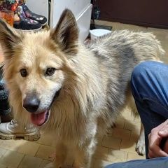 Картинка найдена собака В городе Пермь нашелся песик. Пермь
