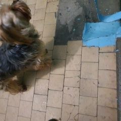 Подробнее об объявлении «Нижневартовск Найдена собака находится на интернациональной 12 б, 2 по» Фото: найдена собака  «Нижневартовск Найдена собака находится на...» в г. Нижневартовск