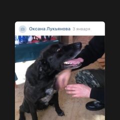 Подробнее об объявлении «Найдена собака Петушки» Фото: найдена собака  «Найдена собака Петушки» в г. Петушки