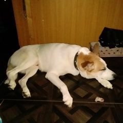 Подробнее об объявлении «Иваново Найдена собака кобель.» Фото: найдена собака  «Иваново Найдена собака кобель.» в г. Иваново